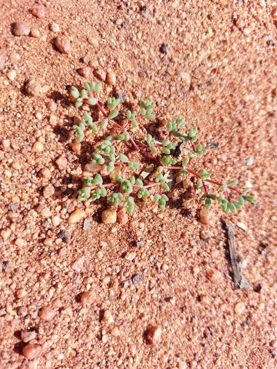 Portulaca hereroensis, photographed by Manuel R Popp