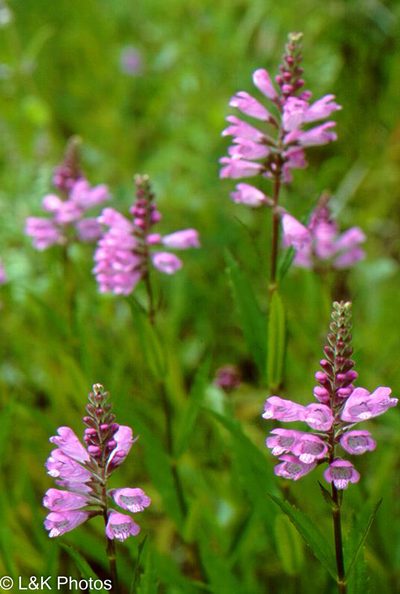 Physostegia ledinghamii, photographed by lallen