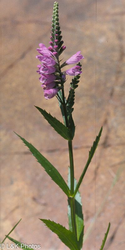 Physostegia ledinghamii, photographed by lallen