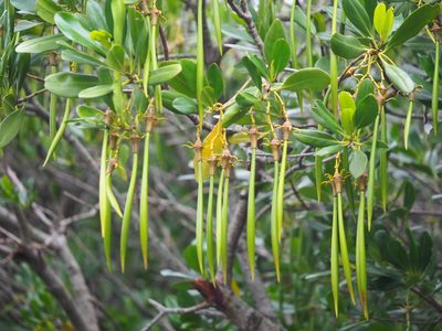 Kandelia obovata, photographed by 葉子