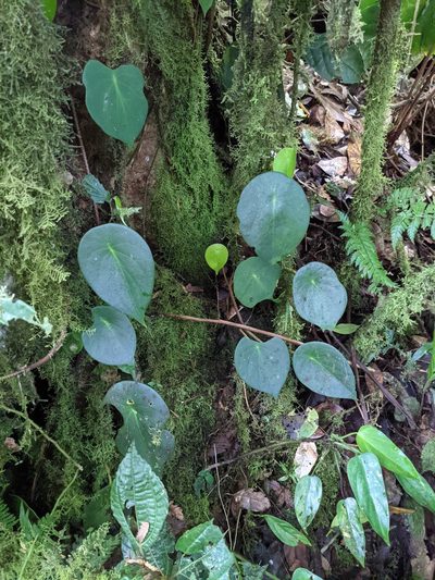 Peperomia hernandiifolia, photographed by Trevor Van Loon