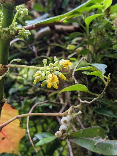 Hoffmannia josefina, photographed by Trevor Van Loon
