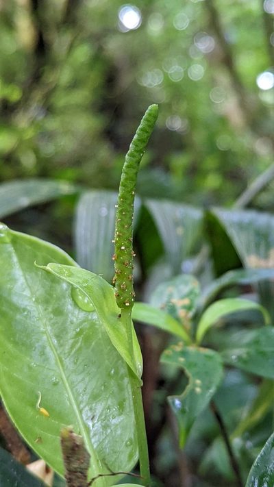 Anthurium fogdeniorum, photographed by Trevor Van Loon