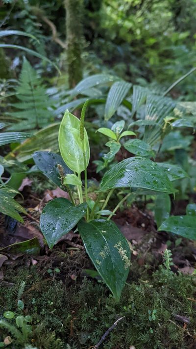 Anthurium fogdeniorum, photographed by Trevor Van Loon