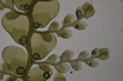 Radula obtusiloba, photographed by Randal