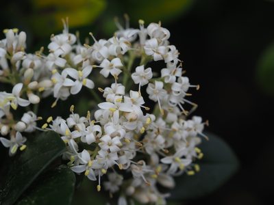 Ligustrum japonicum, photographed by 葉子