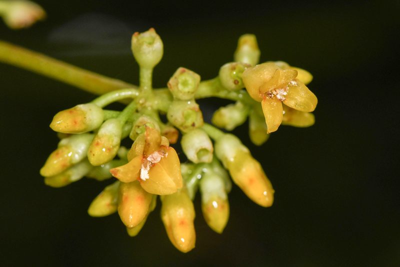 Hoffmannia josefina, photographed by Trevor Van Loon