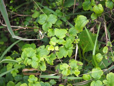 Clematis grata, photographed by 葉子
