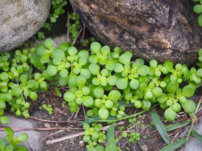 Sedum formosanum, photographed by 葉子