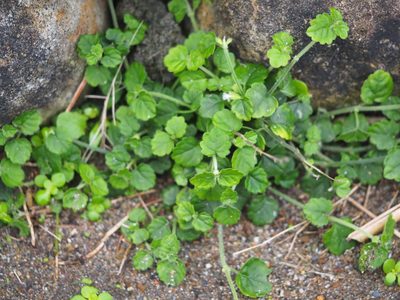 Leucas chinensis, photographed by 葉子