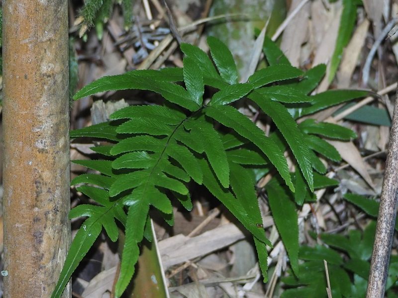 Pteris semipinnata, photographed by 葉子