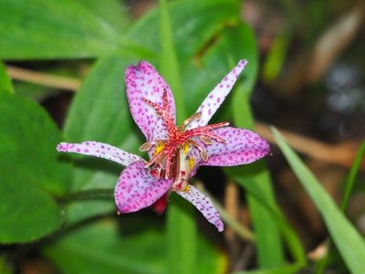Tricyrtis formosana, photographed by 葉子