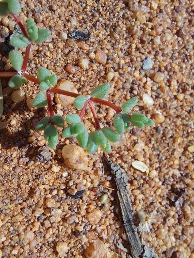 Portulaca hereroensis, photographed by Manuel R Popp
