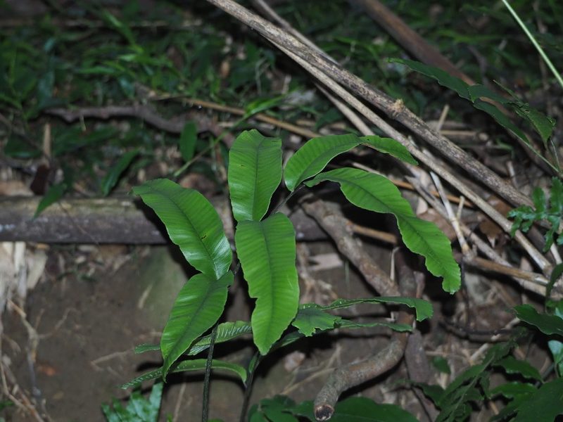 Diplazium lineolatum, photographed by 葉子