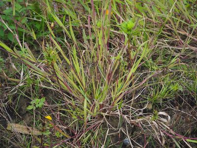 Dinebra retroflexa