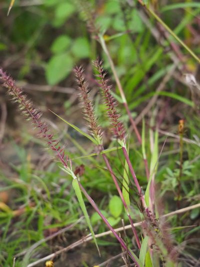 Dinebra retroflexa, photographed by 葉子