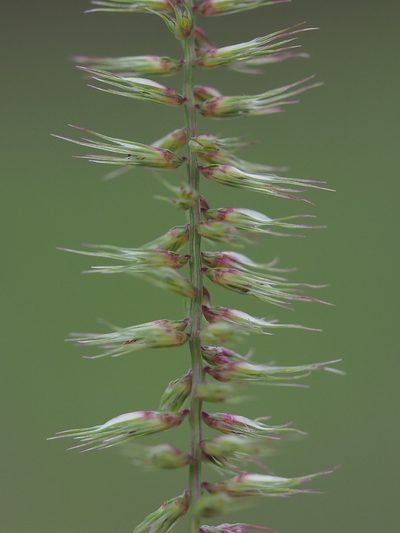 Dinebra retroflexa, photographed by 葉子