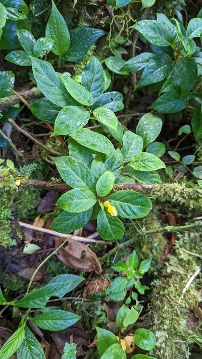 Burmeistera parviflora, photographed by Trevor Van Loon