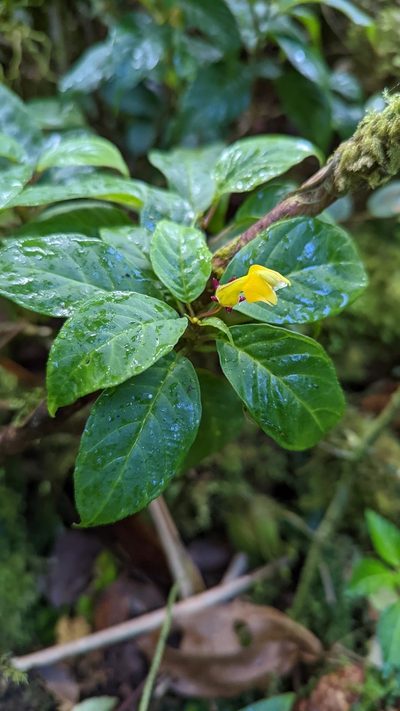 Burmeistera parviflora, photographed by Trevor Van Loon