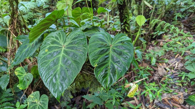 Philodendron verrucosum, photographed by Trevor Van Loon