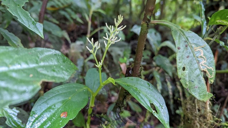 Peperomia poasana, photographed by Trevor Van Loon