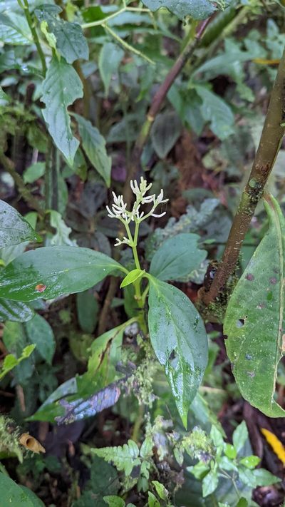 Peperomia poasana, photographed by Trevor Van Loon