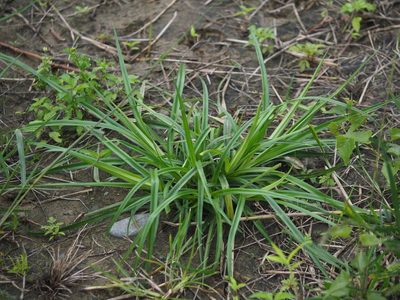 Scirpus ternatanus, photographed by 葉子