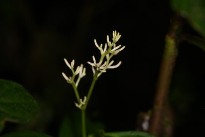 Peperomia poasana, photographed by Trevor Van Loon