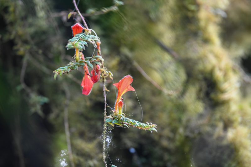 Columnea microcalyx, photographed by Trevor Van Loon
