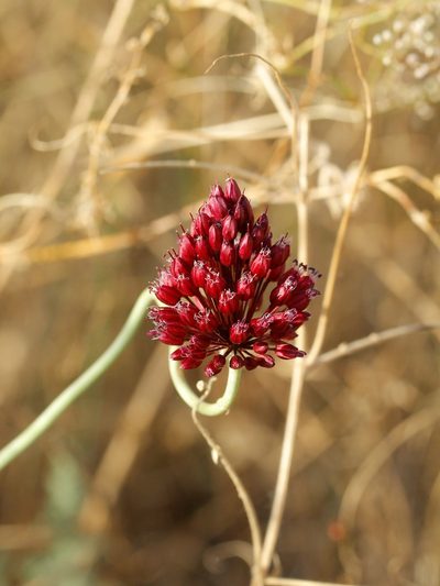 Allium regelianum, photographed by Иван Пристрем