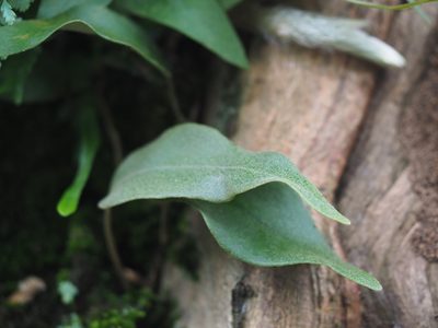 Pyrrosia lingua, photographed by 葉子