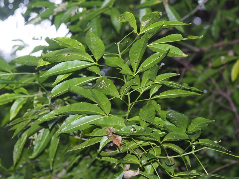 Melicope pteleifolia, photographed by 葉子