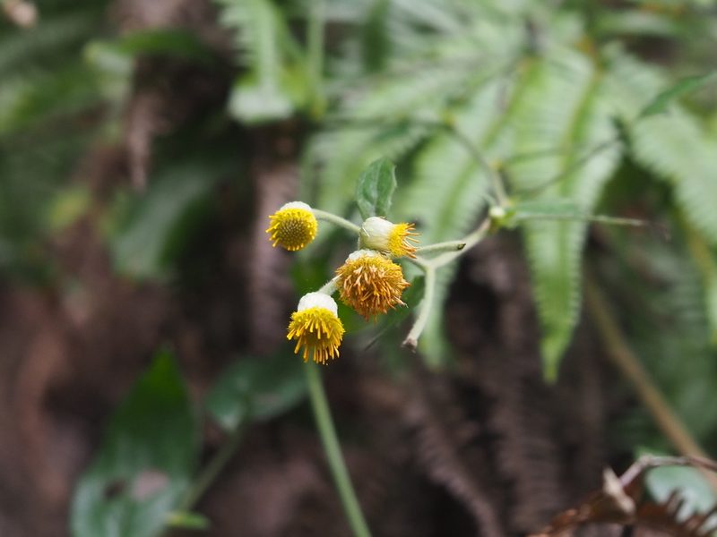 Blumea riparia, photographed by 葉子