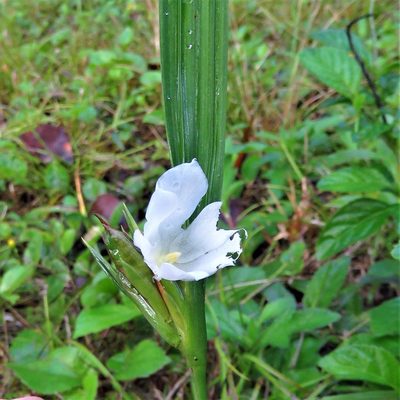 Cipura campanulata, photographed by Annika Lindqvist
