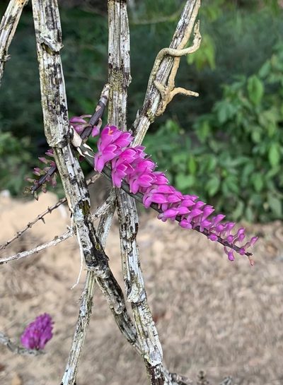 Dendrobium secundum, photographed by scaup