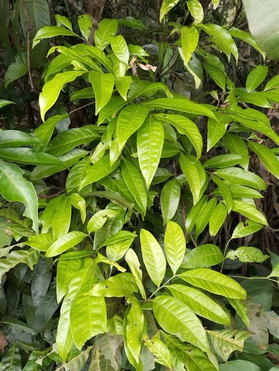 Guioa acutifolia, photographed by Matthew Borella