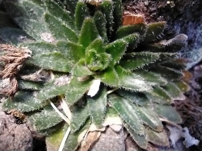 Draba jorullensis, photographed by Obed Palagot Echavarria