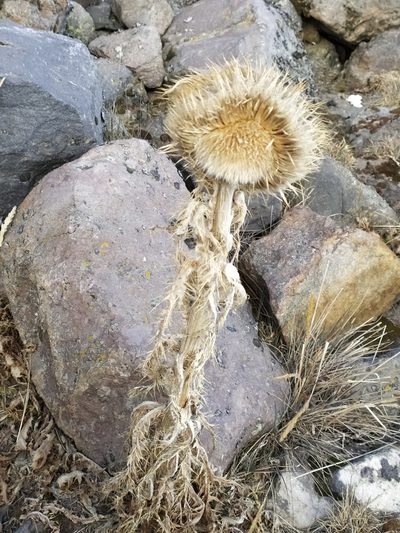Cirsium nivale, photographed by Obed Palagot Echavarria
