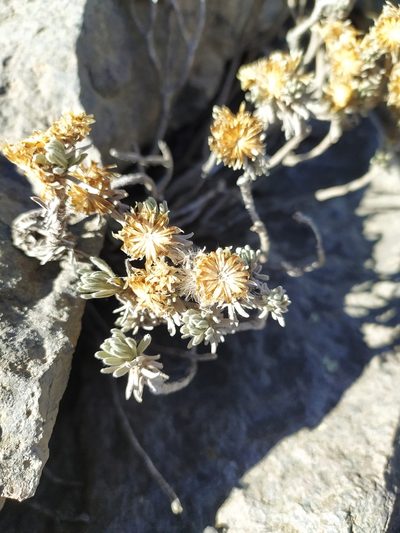 Gnaphaliothamnus lavandulifolius, photographed by Obed Palagot Echavarria