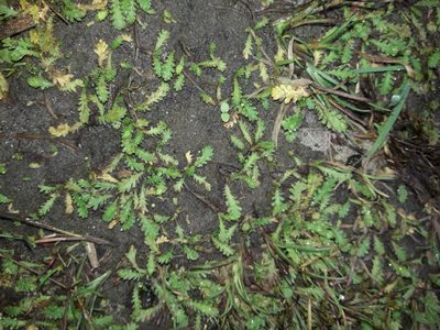 Leptinella dioica, photographed by naturewatchwidow