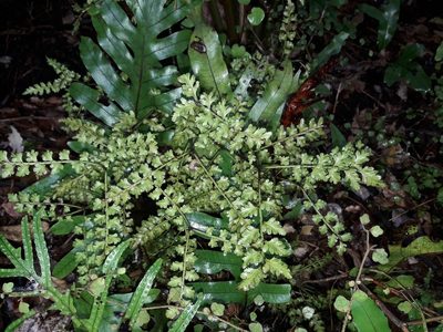 Phyllocladus trichomanoides, photographed by naturewatchwidow