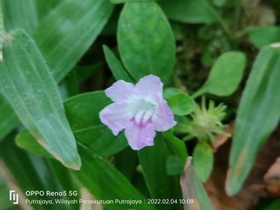 Ruellia repens, photographed by Ong Jyh Seng