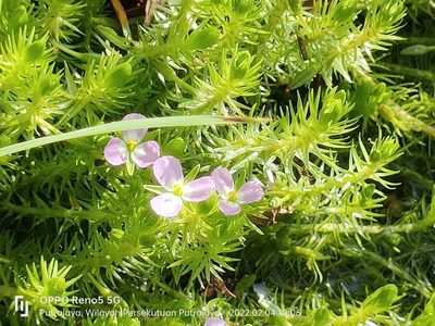 Mayaca fluviatilis, photographed by Ong Jyh Seng