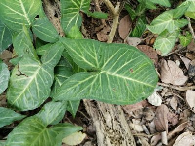 Syngonium podophyllum, photographed by 五色鳥