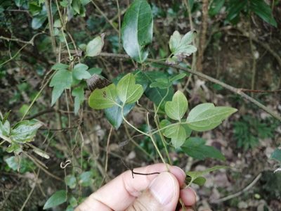 Clematis formosana, photographed by 五色鳥