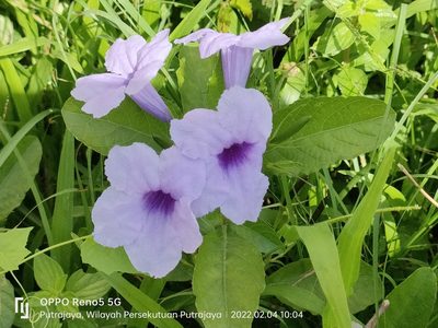Ruellia tuberosa, photographed by Ong Jyh Seng