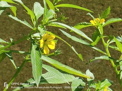 Ludwigia hyssopifolia, photographed by Ong Jyh Seng