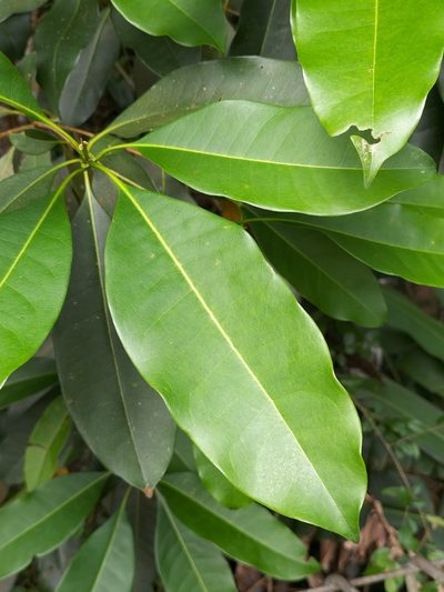 Chionanthus ramiflorus, photographed by Matthew Borella
