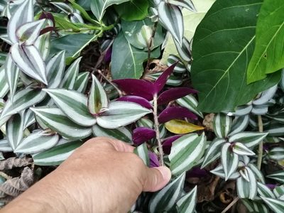 Tradescantia zebrina, photographed by 五色鳥