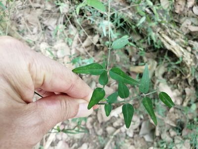Jasminum nervosum, photographed by 五色鳥